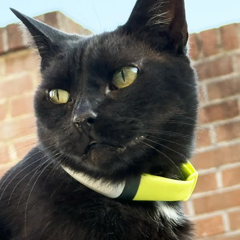 Lire la suite à propos de l’article Test du collier GPS Kippy CAT : comment Nora nous a aidés à valider ce traceur pendant un déménagement